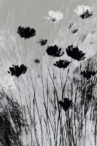 Silhouetten van weidebloemen