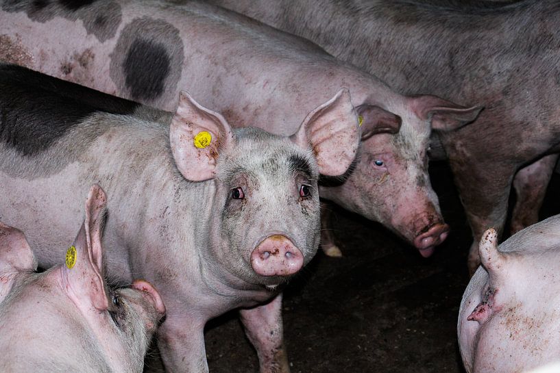 Ferme porcine par anouk kemper