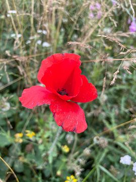 Rode bloem van Ferron Stasse