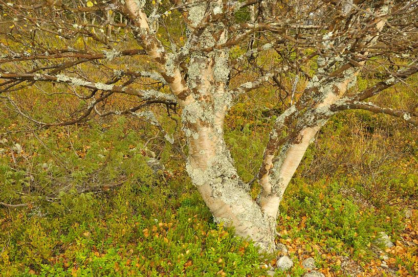 Sweden in autumn by Karin Jähne