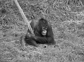 Junger Orang-Utan in schwarz-weiß . von Jose Lok