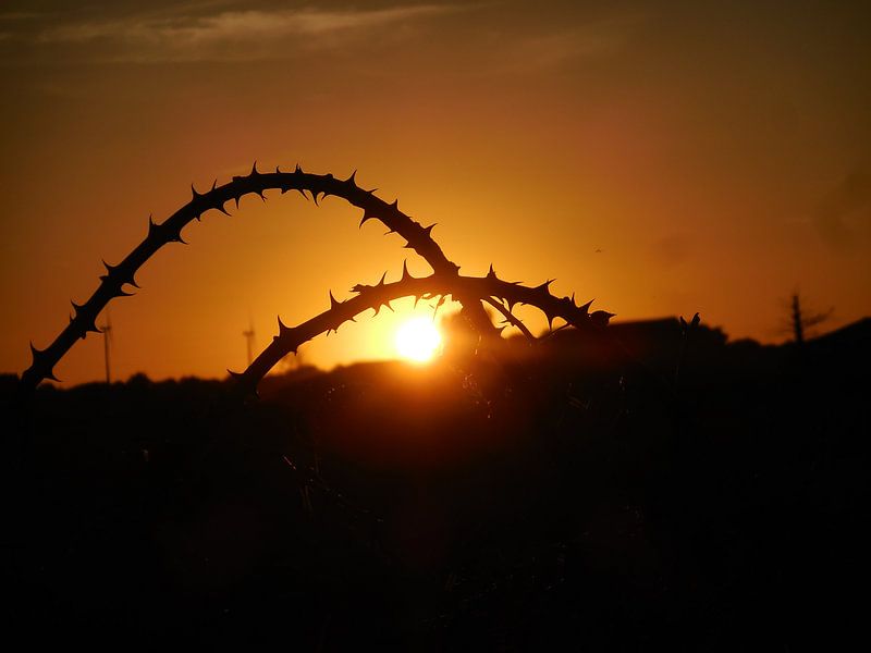 catching the sun by wendela kemper