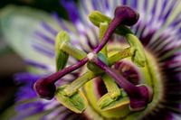 Passiebloem