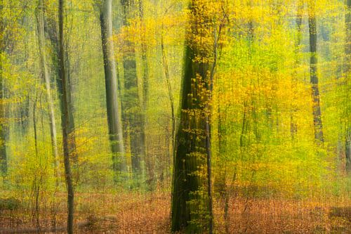 Autumn forest in motion
