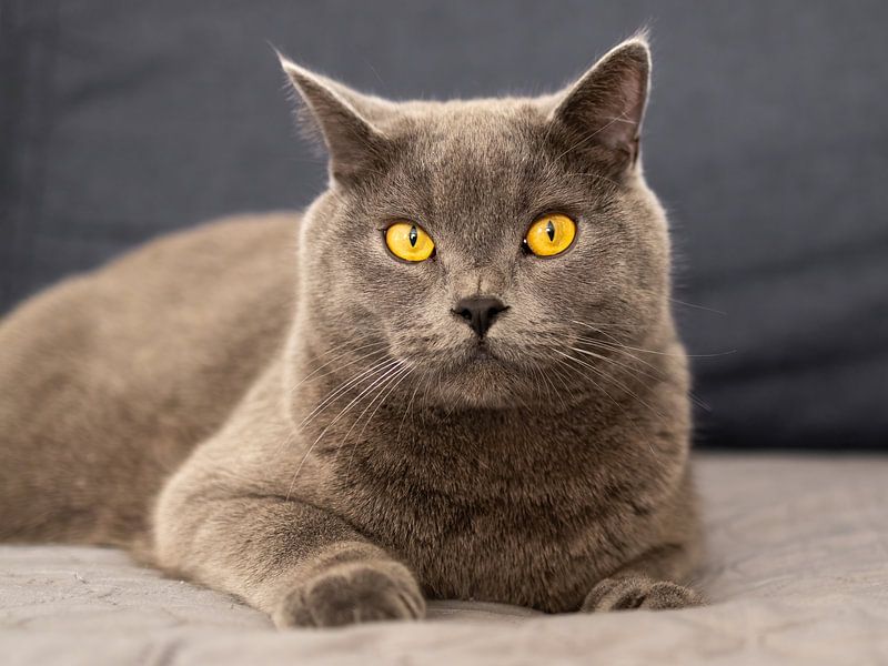 British Shorthair Male in Portrait by Teresa Bauer