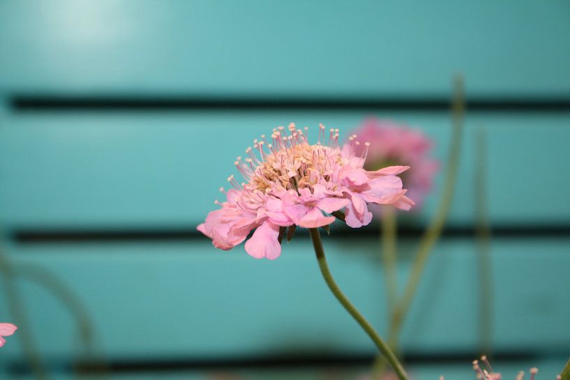 Roze bloem van Jetty Boterhoek