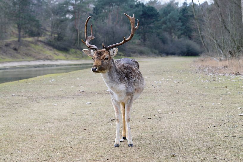 Damhert Amsterdamse Waterleidingduinen van Merijn Loch