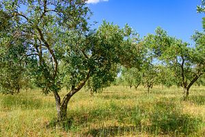 Olivenbäume in einem Obstgarten in der Provence.