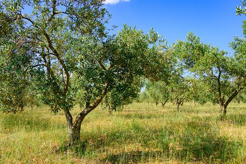 Olijfbomen in een boomgaard in de Provence.