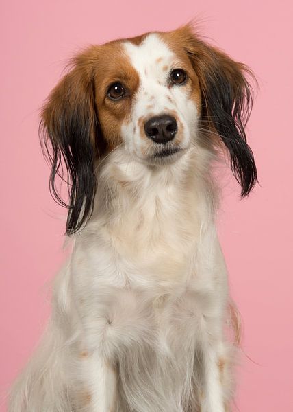 Kooiker-Hund in rosa von Elles Rijsdijk