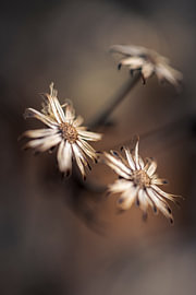 Dried flowers with delicate details by Harald Bader Photography