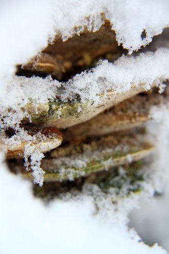 Ingesneeuwde zwammen