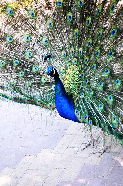 Pfau von Madelon Thijs