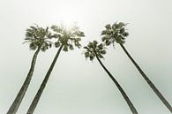 Palmbomen in de zon | Vintage van Melanie Viola thumbnail
