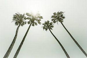 Palmen in der Sonne | Vintage