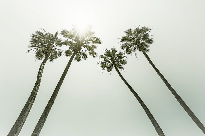 Palmbomen in de zon | Vintage van Melanie Viola