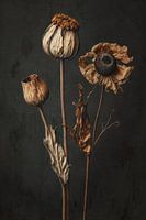 Dry Beauties