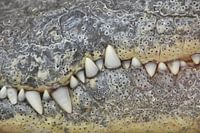Krokodil tanden