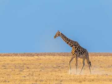 Giraffe in Afrika van Omega Fotografie