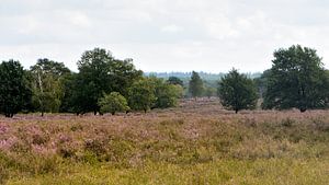 Ein Blick mit Bäumen über die Ermelosche Heidelandschaft