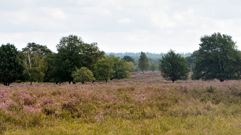 Een uitzicht met bomen over de Ermelosche heide van Gerard de Zwaan