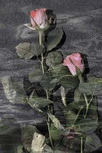 Rosenwasser