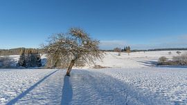 Un arbre solitaire dans la brume hivernale sur Sebastian Czech