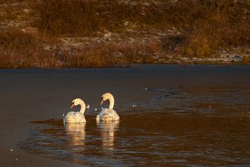 Twee zwanen in een bevroren duinmeer in het Noordhollands Duinreservaat Bergen aan Zee van Bram Lubbers