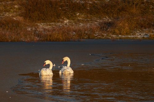 Twee zwanen in een bevroren duinmeer in het Noordhollands Duinreservaat Bergen aan Zee