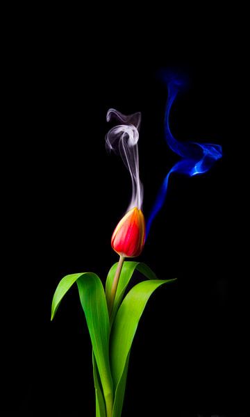 Dutch Tulip by Jessica van der Mast