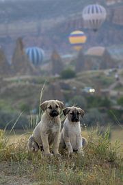 Avontuurlijke puppy’s in het Turks landschap van Levi Van den Berg