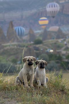 Avontuurlijke puppy’s in het Turks landschap