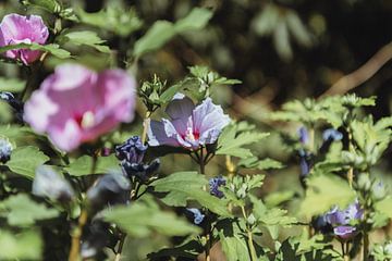 Kleurrijke bloemen sensatie | Botanische fotografie | Natuurlijke fine art foto print van Sanne Dost