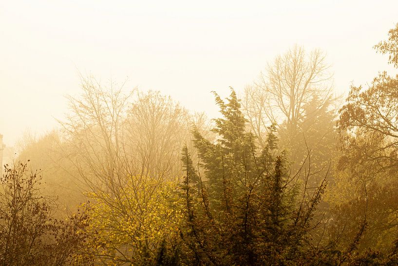 Amsterdam forest autumn by Sander J