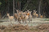 Follow the leader - Rangorde bij de edelherten