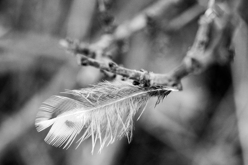 Federchen / Feder am Ast | Makrofotografie von Flatfield