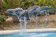 Delfinshow im Loro Parque par Ulrich Brodde Aperçu