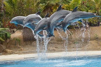 Delfinshow im Loro Parque