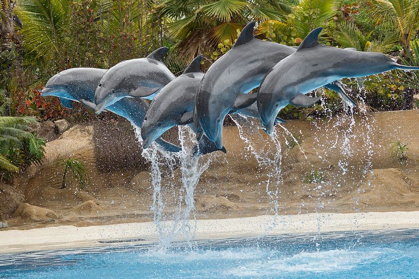 Delfinshow im Loro Parque par Ulrich Brodde