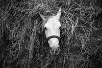 Un cheval de labour caché dans le foin dans le Guatemala rural
