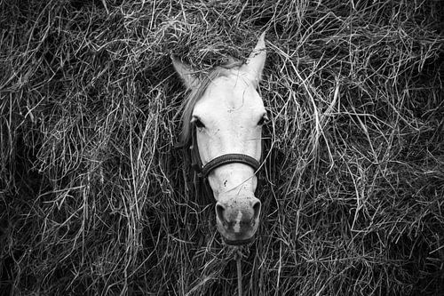 Un cheval de labour caché dans le foin dans le Guatemala rural