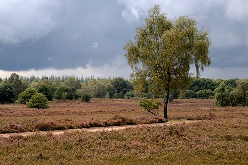 Donkere wolken boven de heide.