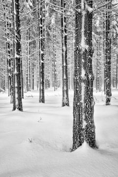 Forêt d'hiver sur Rolf Schnepp