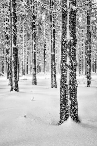 Winter Forest