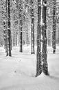 Winterwald - Tief verschneite Ardennen von Rolf Schnepp Miniaturansicht