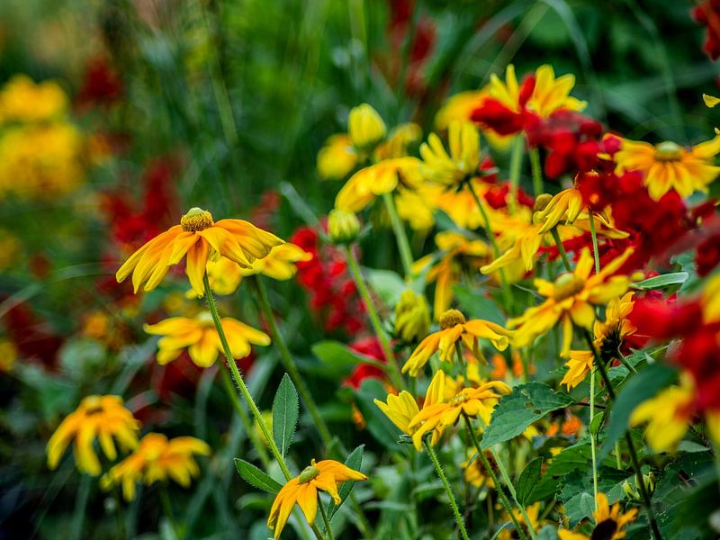 Susanne met zwarte ogen van Photoart-Naegele