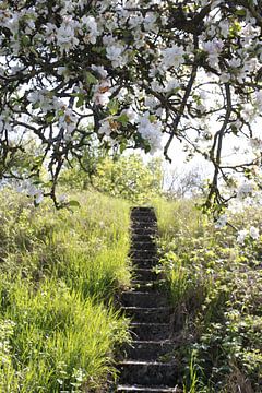 Apfelbaumblüte im Frühling mit Treppe bei Bad Neustadt