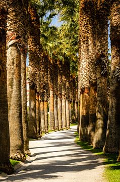 Laan van palmbomen in Motril Andalucia Spanje van Dieter Walther