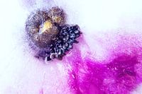 Eisige Anemone