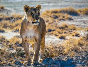 Löwin im Etosha National Park, Namibia
